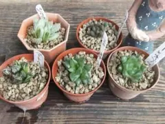 ハオルチア　5品セット　すべてしっかりした根があります　おばあちゃんは14.5㎝