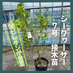 タヒチライム【超大実】結実中 取り木1年生 根張り充実 ポット苗 無農薬 タヒチライム 苗木 【超大実】 1年生 ポット苗 接ぎ木 無農薬 第4種