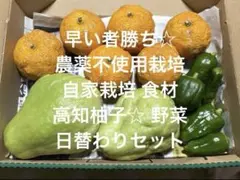 早い者勝ち 農薬不使用栽培 自家栽培 野菜詰め合わせ 高知 食材 野菜セット
