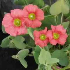 【sp.Orange Flower】Oxalis 球根 ②のサムネイル