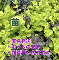 2026年最新】リシマキア オーレアの人気アイテム - メルカリ
