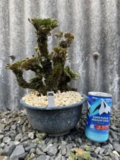 岩ヒバ 60年もの 鉢よせ - メルカリ