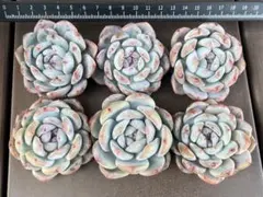 プルメリ様 リクエスト 3点 まとめ商品