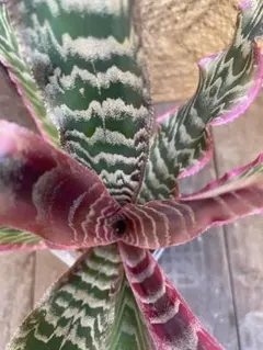 2025年最新】cryptanthusの人気アイテム - メルカリ