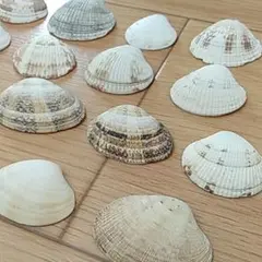 海の貝殻　20個　③