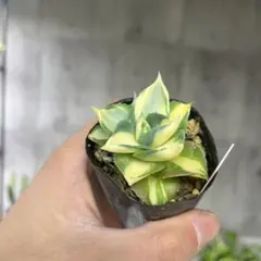 2026年最新】アガベ斑入りの人気アイテム - メルカリ