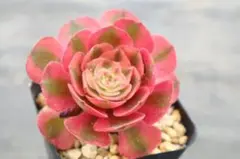 7 #観葉植物 アエオニウム錦❤️花月夜錦❤️7小頭10cm 拔き苗 - メルカリ
