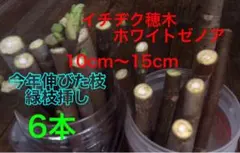 イチヂク緑枝挿し穂木 6本 農薬不使用 - メルカリ