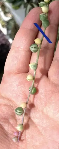 多肉植物 斑入りグリーンネックレス 1カット❣️