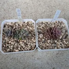 多肉植物2種セット　銀天女交配種　姫秀麗×銀天女　スプリングワンダー×銀天女