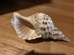 法螺貝　貝殻　標本 法螺貝 法螺貝（サイズ：38.5cm） | 貝のアクセサリー専門店海の宝石蜂屋