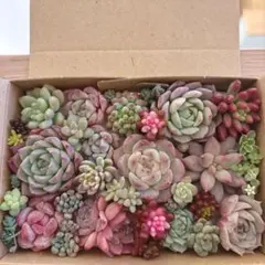 2026年最新】多肉 カット苗の人気アイテム - メルカリ