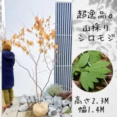 木村様 リクエスト 2点 まとめ商品