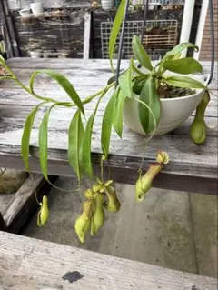 N.veitchii × (lowii ×ventr) ネペンテス 食虫植物 N.veitchii × (lowii ×ventr) ネペンテス 食虫植物 - メルカリ