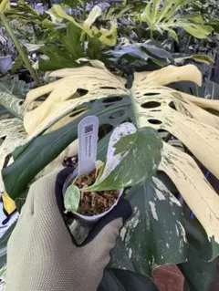 鉢ごと発送❤️【希少】モンステラ　デリシオーサ　レガシー★班入　ミント★② 鉢ごと発送❤️【希少】モンステラ デリシオーサ レガシー☆班入