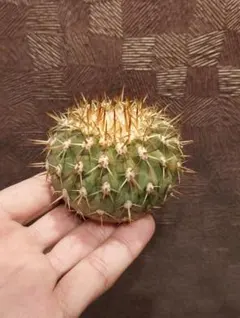 2026年最新】コルムナアルバの人気アイテム - メルカリ