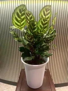 キフゲットウ（黄斑月桃） 10号鉢 金運アップ 斑入り 観葉植物 大型