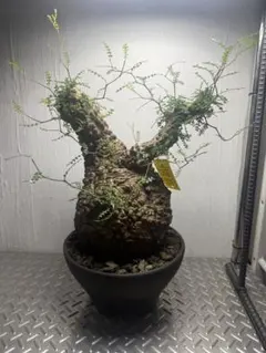 Ｒ*n様 【期間限定セール】オペルクリア・パキプス（現地株、発根済み） RAFLUMコレクション】オペルクリカリア パキプス 【現地球/発根