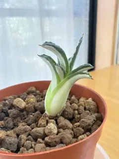 アガベ 華厳　斑入り 観葉植物