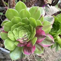 2026年最新】観葉植物 アエオニウムの人気アイテム - メルカリ
