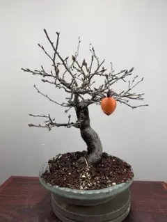 2025年最新】盆栽の人気アイテム - メルカリ