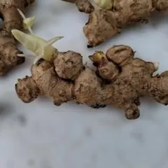 生姜　種　発芽した種芋のサムネイル