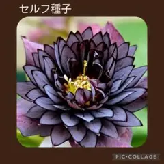 セルフ種子■#352■広瀬園芸 クレオパトラ クリスマスローズのサムネイル