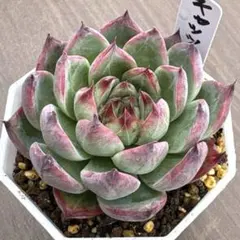 アエオニウム 魅金ローズ錦（納福）①⭐️お買い得 - メルカリ