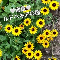 らんちゅう様 リクエスト 7点 まとめ商品