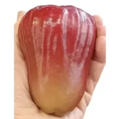 2025年最新】レンブ 苗の人気アイテム - メルカリ