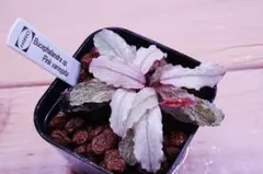 Bucephalandra sp. Variegata Hn:福袋 CAKUMI - メルカリ