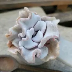 2025年最新】クリスペートビューティの人気アイテム - メルカリ