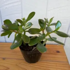 2025年最新】花月 金のなる木の人気アイテム - メルカリ