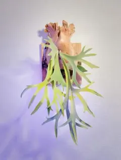 ビカクシダ　アスラダ willinckii asurada sporeling ビカクシダ アスラダ willinckii asurada sporeling - メルカリ