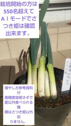 高糖度宿根ネギさつき姫5本入り - メルカリ