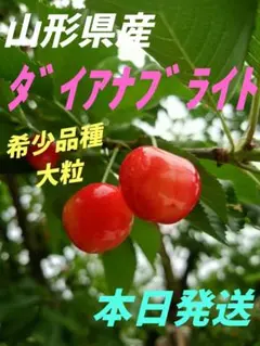 さくらんぼ　ダイアナブライト　250g×２パック 　大粒　希少品種　産地直送のサムネイル