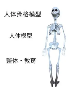 人体模型　人体骨格模型　整体　教育　ガイコツ　骸骨　スカル　髑髏　模型　ドクロ