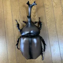 カステルナウツヤクワガタ♂野外標本 - メルカリ