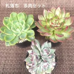 多肉　札落ち多肉セット　抜き苗450円(同梱400円)