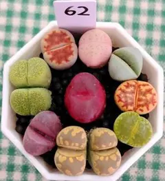 多肉植物リトープス/コノフィツム 綾耀玉 入り カラフルセット 土付き