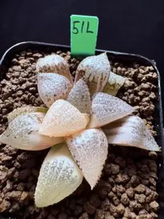 78L多肉植物 ハオルチア 大葉アイスダイヤ錦 抜き苗発送 9月9日取下