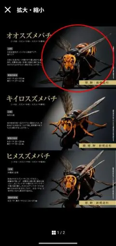 スズメバチの巣 約20cm ガラスケース付き 標本 - メルカリ