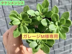 ガレージM様 リクエスト 2点 まとめ商品