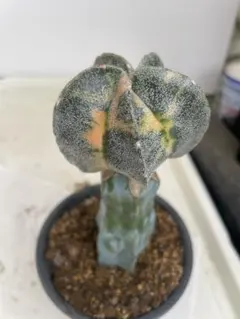 サボテン　アストロフィツム　ランポー玉錦　接木