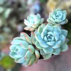 多肉植物♡群生4頭♪プジョー（抜き苗）