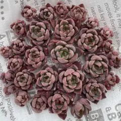 梅子様 リクエスト 2点 まとめ商品