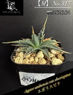 アガベ ユタエンシス エボリスピナ 実生25 - メルカリ