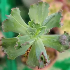 フィレンツェ錦 Echeveria 'Firenze' Mutant - メルカリ