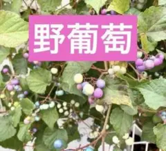 野葡萄苗 抜き苗1株 2年目 - メルカリ