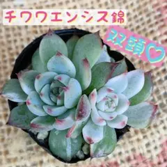大人気♪ チワワエンシススペシャルレッド サボテン相談室さん苗 多肉
